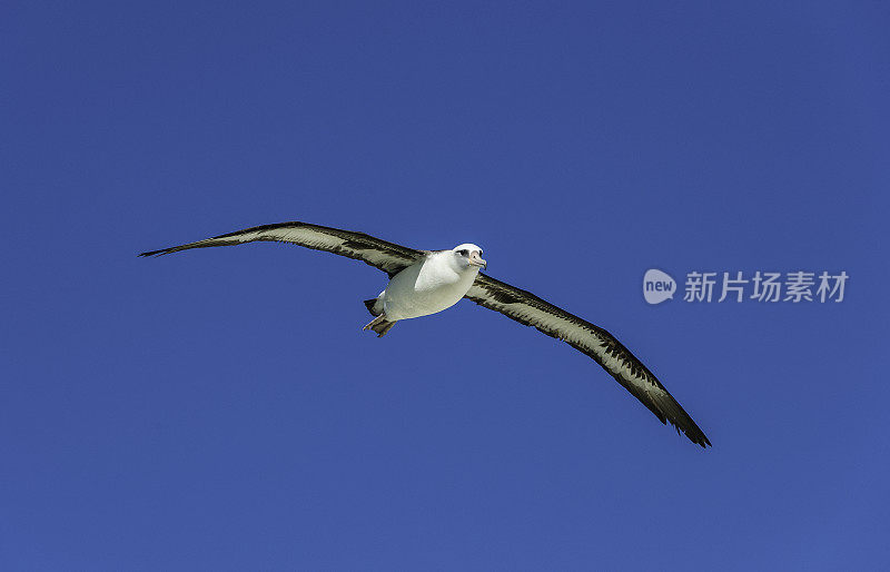 The Flying Laysan Albatross, Phoebastria immutabilis, is a large seabird that ranges across the North Pacific. Papahānaumokuākea Marine National Monument, Midway Island, Midway Atoll, Hawaiian Islands